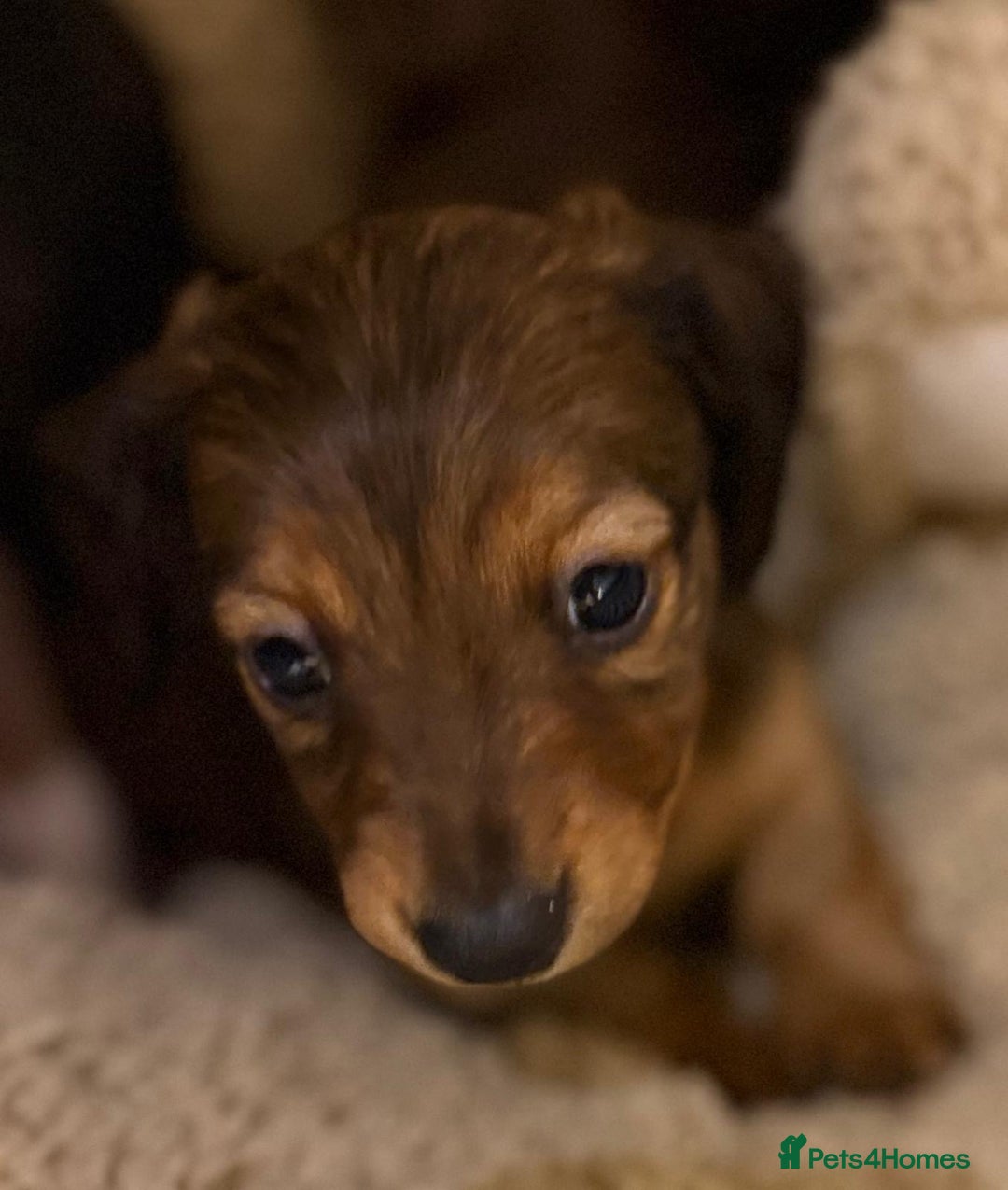 Miniature Dachshund dogs for sale:  Long haired miniature dachshund litter  - Advert 11