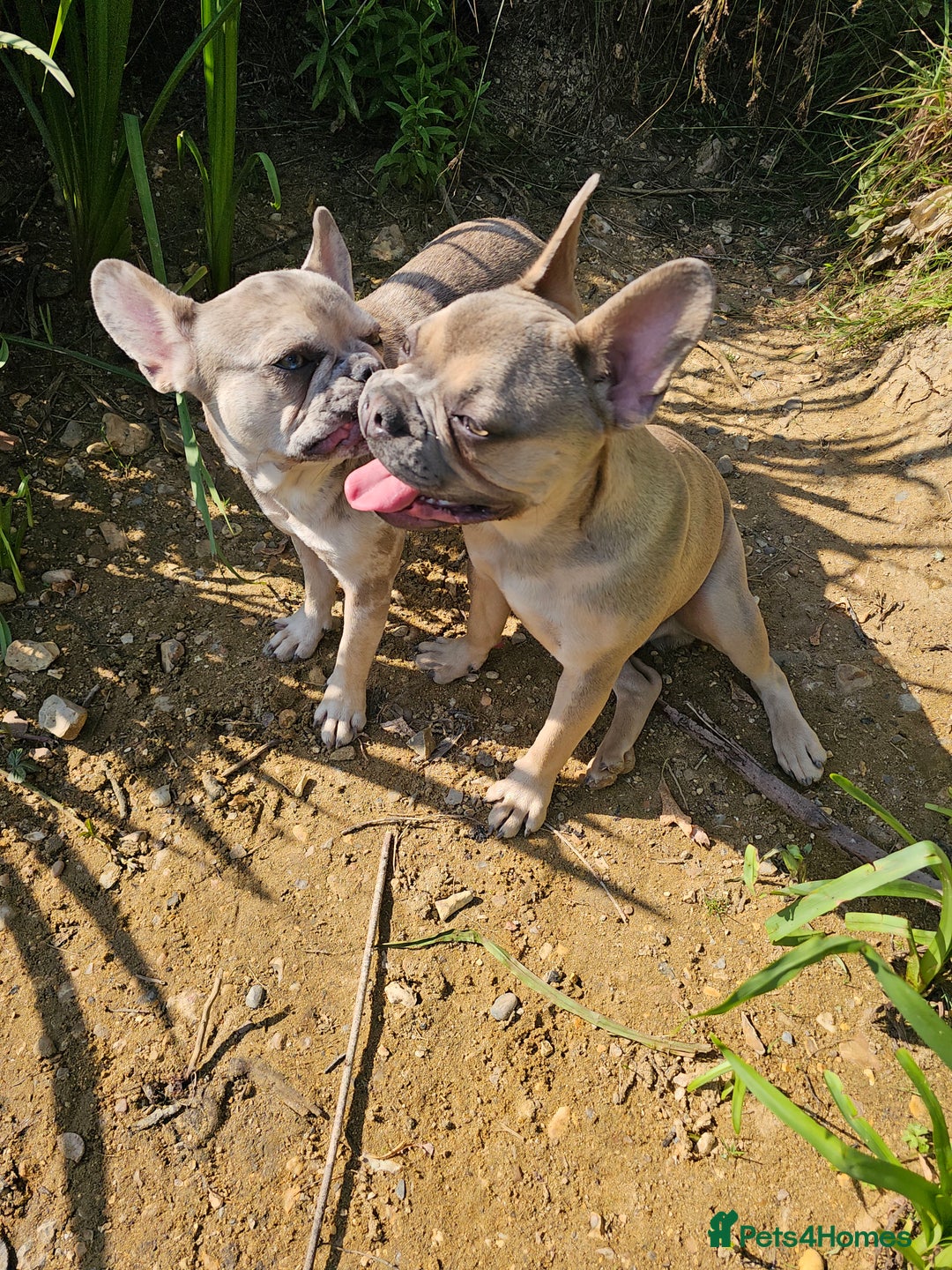 French Bulldog dogs for sale: Male & female frenchie for sale 8 months old - Image 2