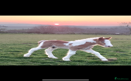 Irish Cob horses for sale: Little colt for sale  - Image 2