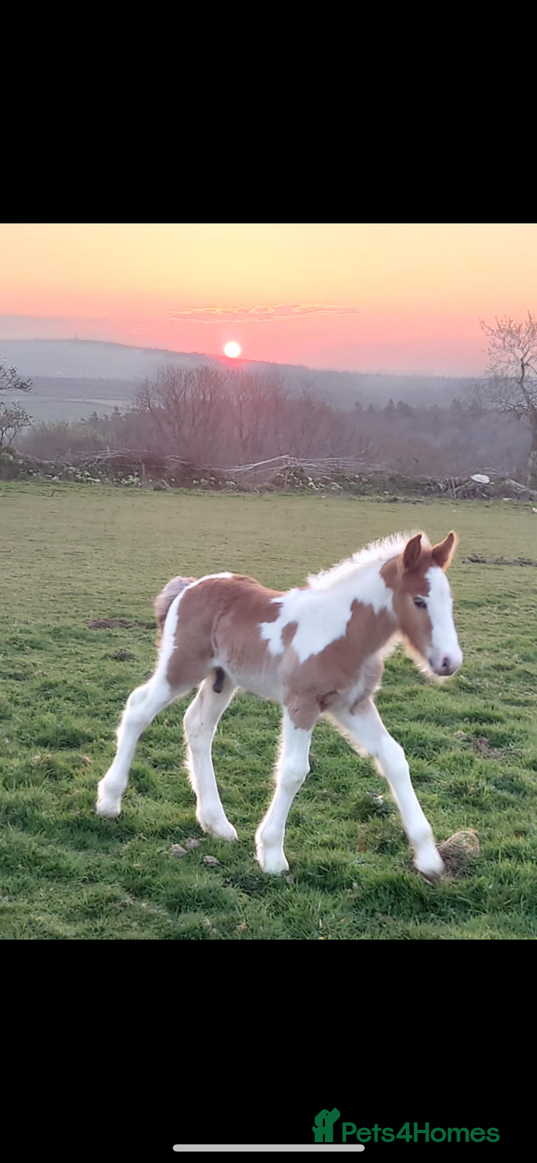 Irish Cob horses for sale: Little colt for sale  - Image 2