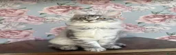 Maine Coon cats for sale: TICA Maine Coon Kittens - Advert 4