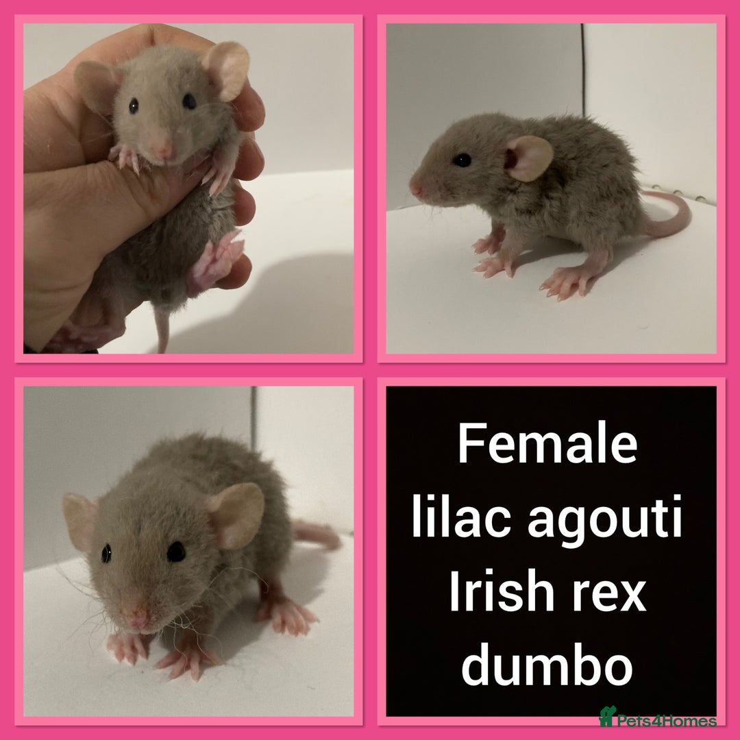 Rat rodents for sale: Adorable dumbo baby rates for sale ♥️ - Advert 5
