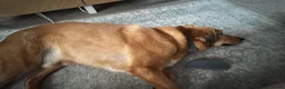 Mixed Breed dogs for adoption: 💙HARRY💙 – CLEVER, CUDDLY & FULL OF LOVE - Advert 3