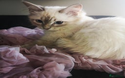 Ragdoll cats for sale: TICA Ragdoll Kittens (pet only)  - Image 2
