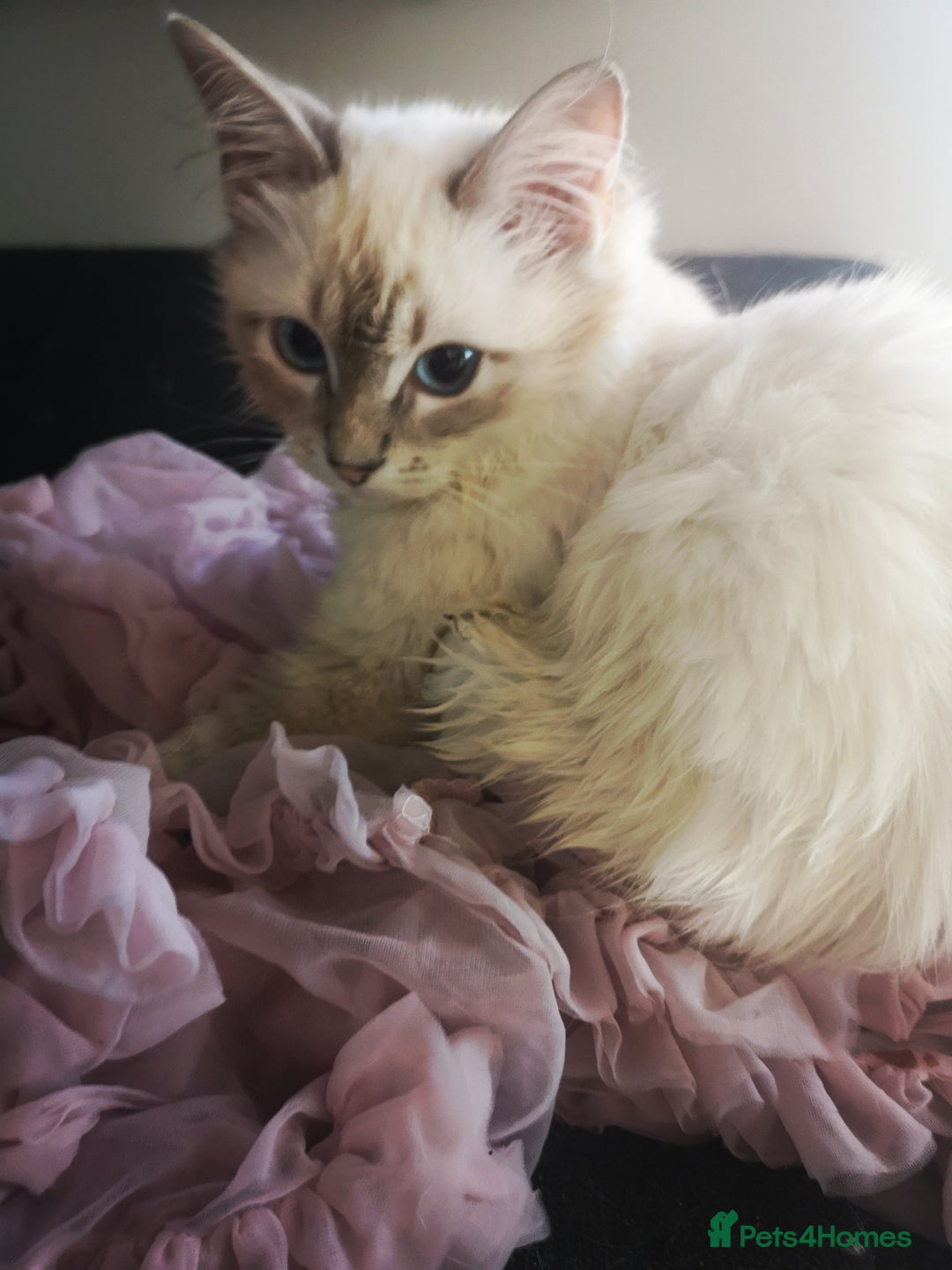 Ragdoll cats for sale: TICA Ragdoll Kittens (pet only)  - Image 2