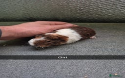 Guinea Pig rodents for sale: Baby Guniea pigs 2 girls/2 boys - Image 4