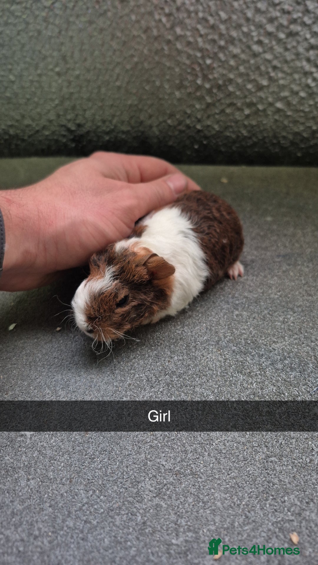 Guinea Pig rodents for sale: Baby Guniea pigs 2 girls/2 boys - Image 4