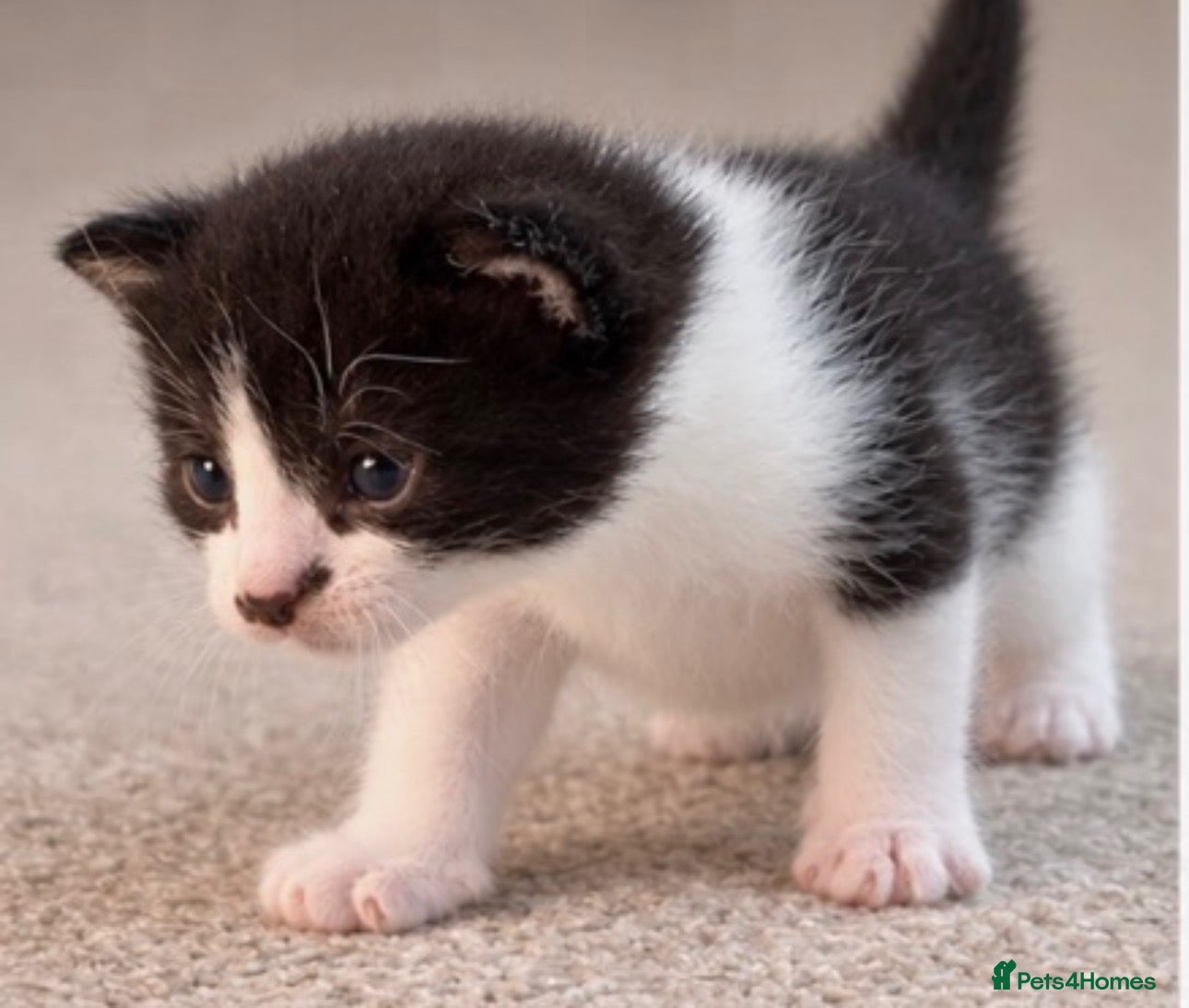 Mixed Breed cats ONLY 1 BEAUTIFUL BLACK & WHITE KITTEN LEFT 🐾 - Advert 2