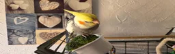 Cockatiels birds for sale: 2 Hand tame baby cockatiels available.  - Advert 7