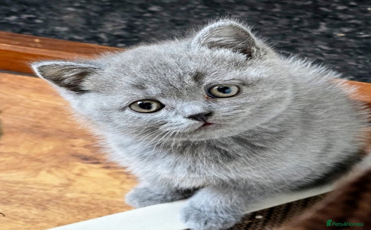 British Shorthair cats - Advert 3