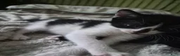 Mixed Breed cats for sale: Kittens - Advert 16