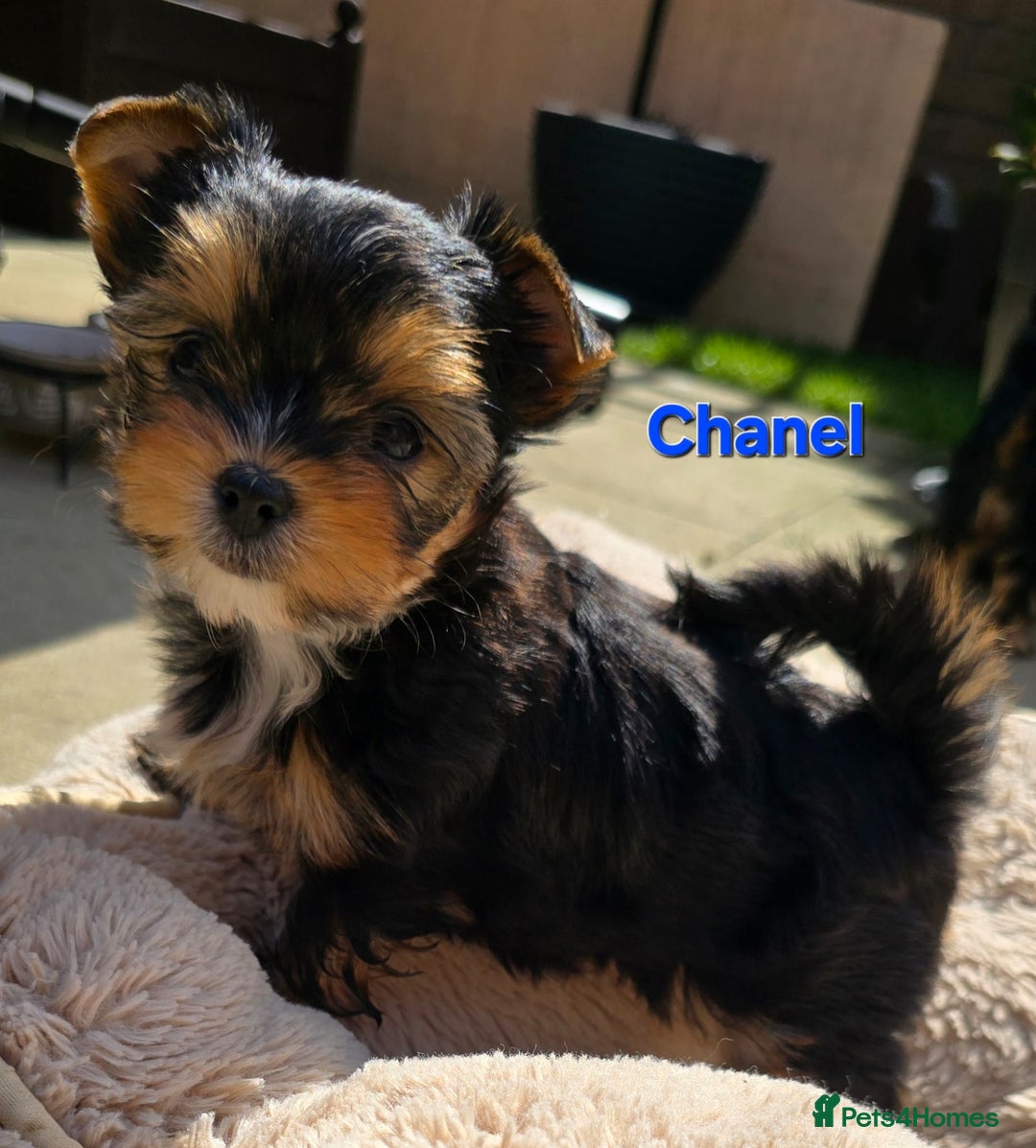 Yorkshire Terrier dogs for sale: Miniature Yorkshire Terrier Puppies - Image 14