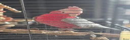 Cockatoo birds for sale: Galah Cockatoo  in Goole - Advert 1