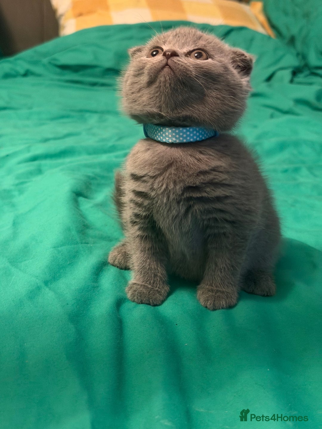 Scottish Fold cats for sale: Scottish fold kittens - Advert 37
