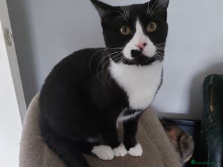 Mixed Breed cats Maine coon x sphynx boys - Advert 3