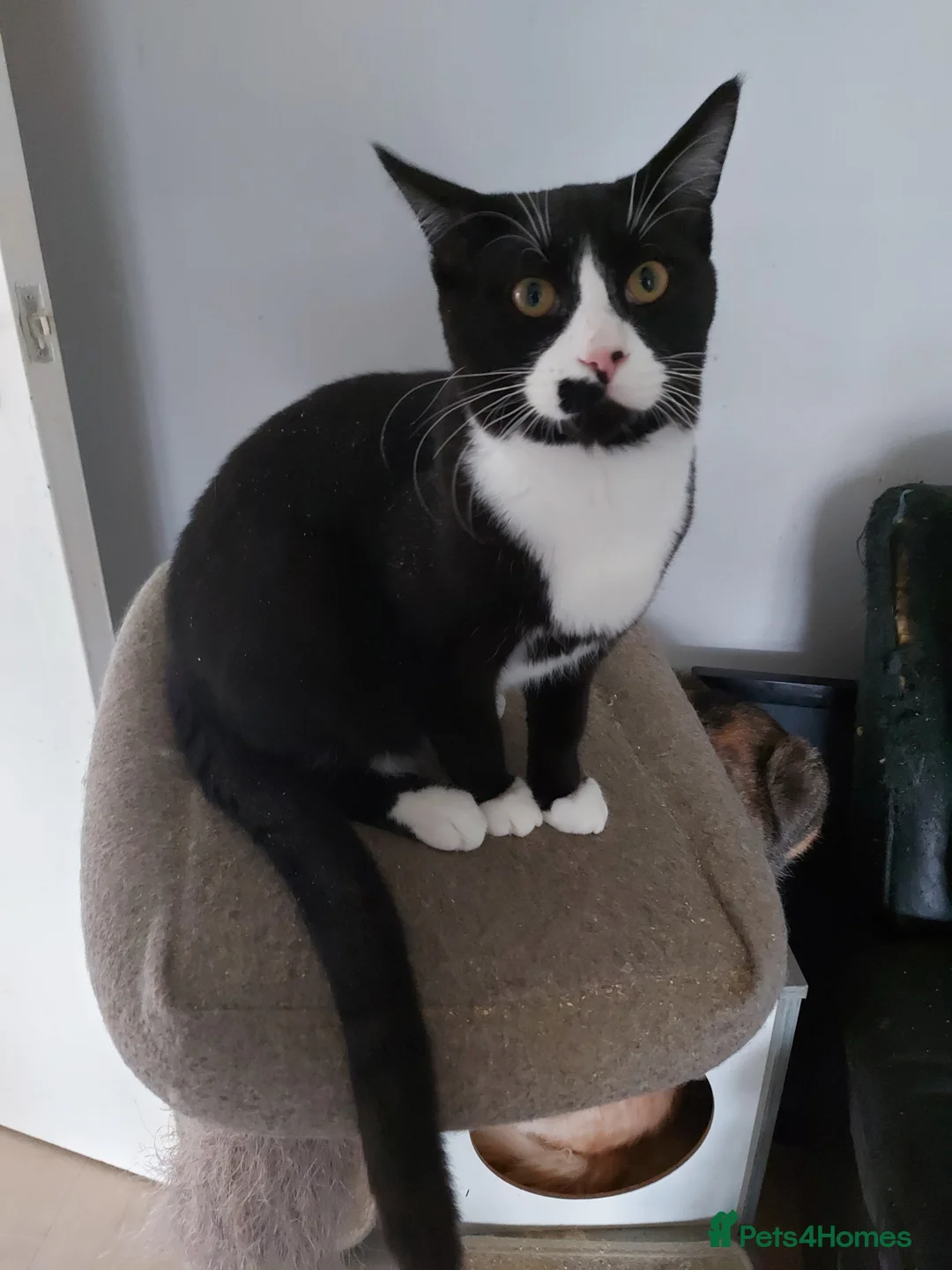 Mixed Breed cats for sale: Maine coon x sphynx boys - Advert 1