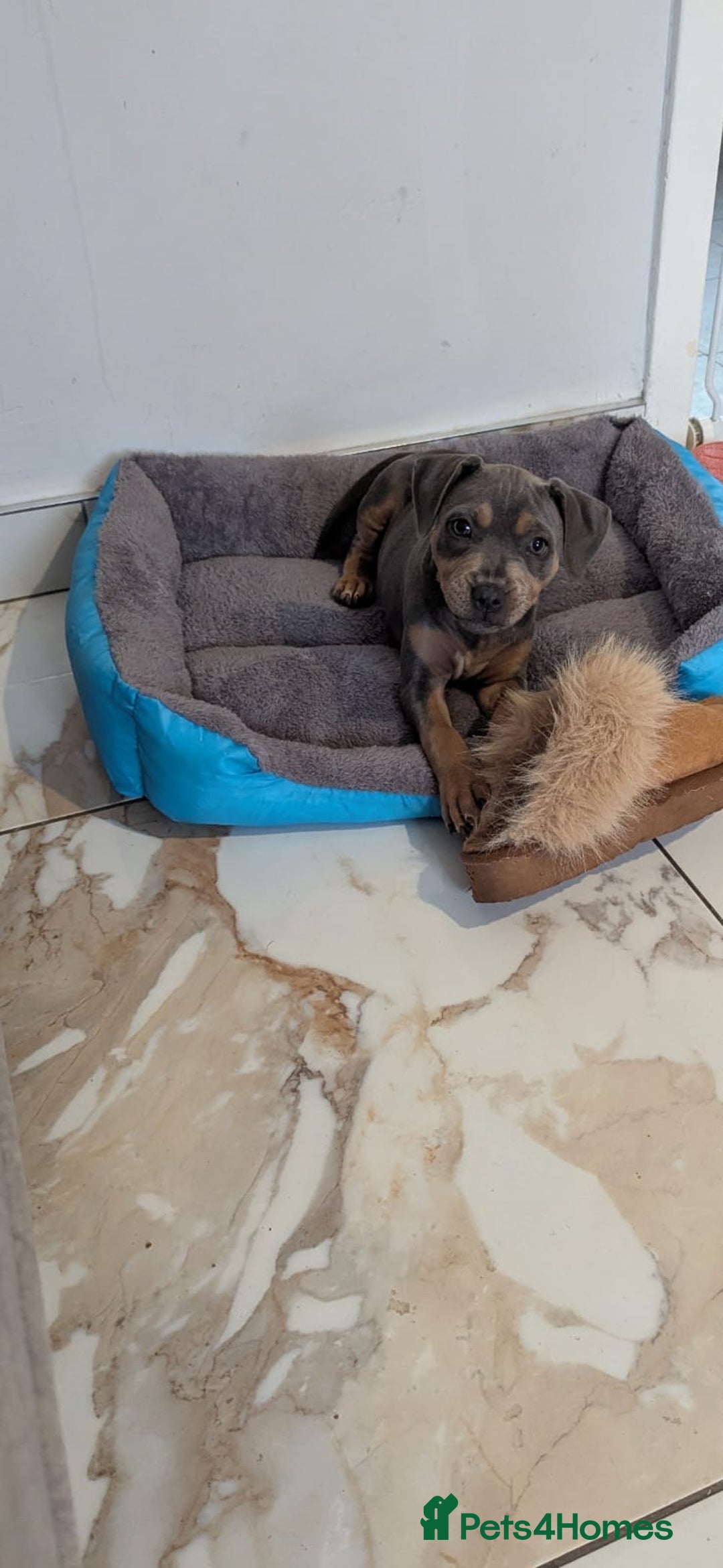 Staffordshire Bull Terrier dogs for sale: Staffordshire Bull terriers - Image 1
