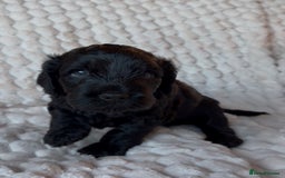 Cockapoo dogs for sale: Charming Cockapoo puppies. Pick your perfect pal! - Advert 6