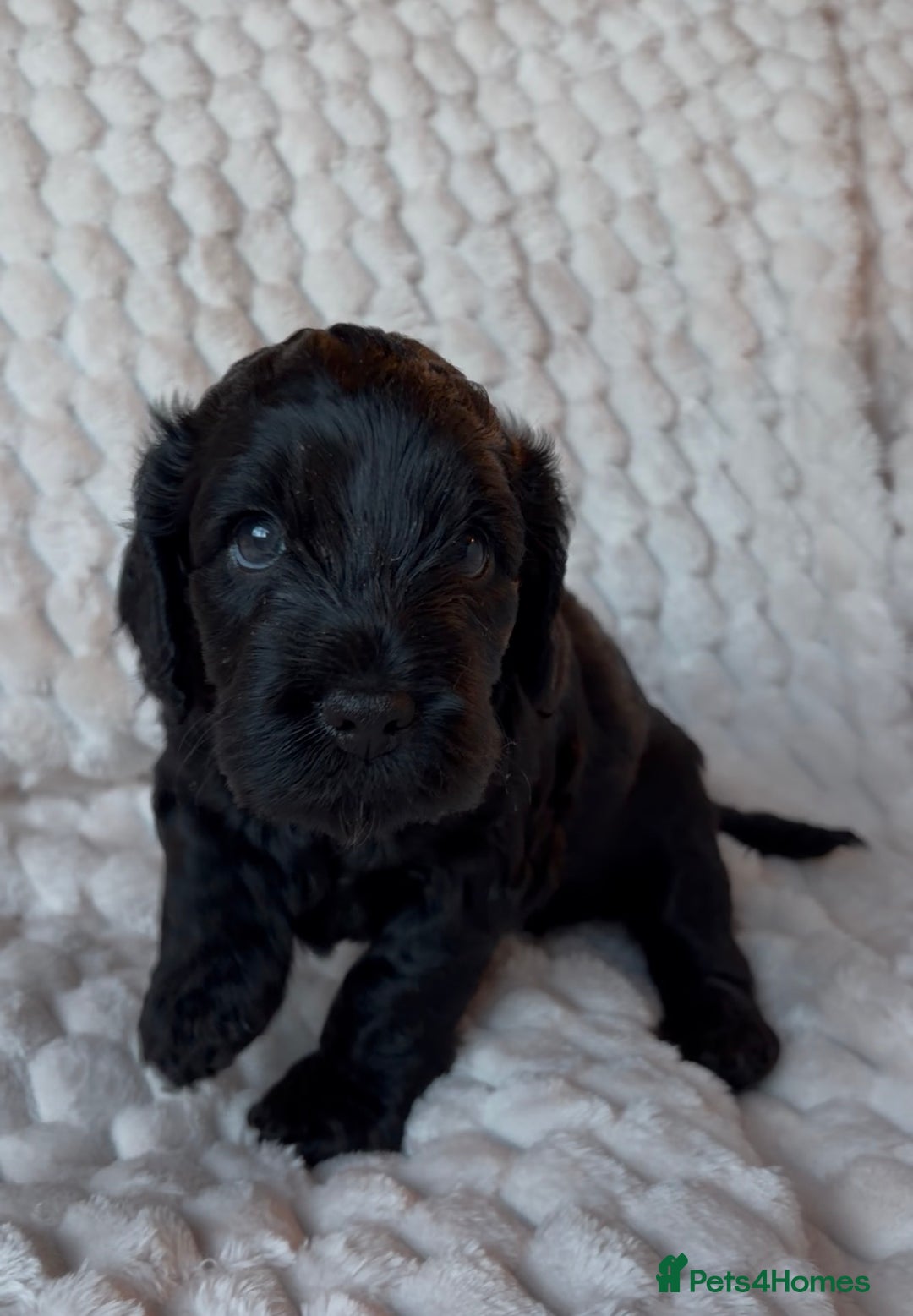 Cockapoo dogs for sale: Charming Cockapoo puppies. Pick your perfect pal! - Advert 6