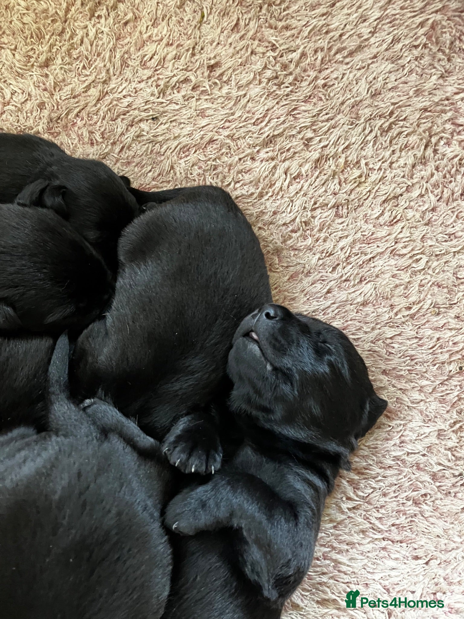 Labrador Retriever dogs Quality bred, cared for puppies. Pick of girls - Advert 1