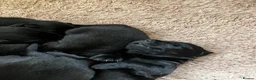 Labrador Retriever dogs for sale: Ready  now  Quality bred and cared for - Advert 15