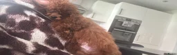 Toy Poodle dogs for sale: True toy Asian Poodle Puppies - Advert 16