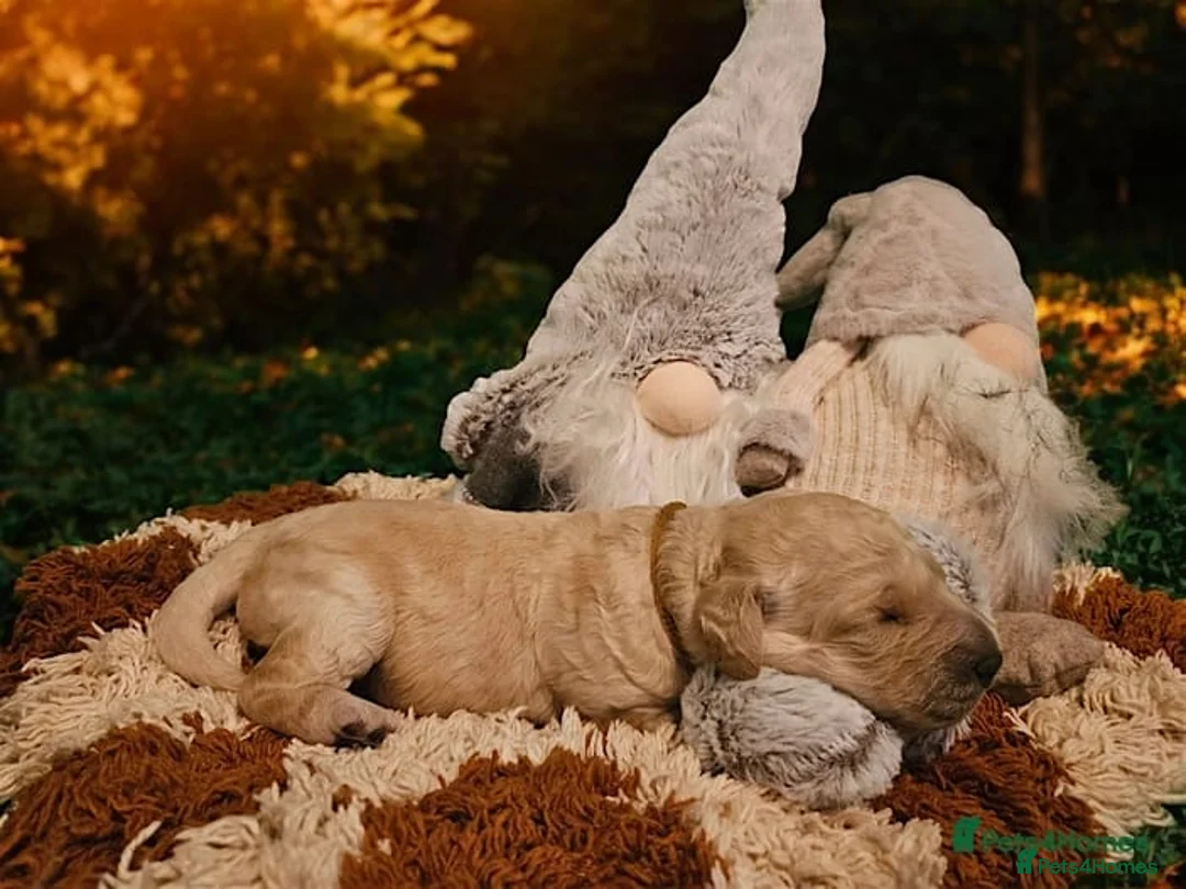 Labradoodle dogs for stud: Bailey the stud  in Glasgow - Advert 29