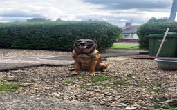 Belgian Shepherd Dog dogs for sale: Belgium Mali Male available  - Image 7