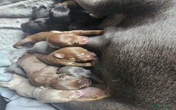 Mixed Breed dogs for sale: 9 beautiful dachshund cross poms - Image 27