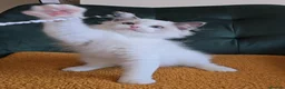 Ragdoll cats for sale: Show quality babies ready now - Advert 9