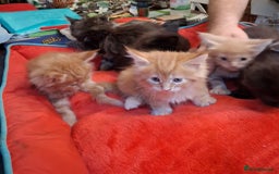 Maine Coon cats for sale: Maine Coon pedigre XL - Image 26