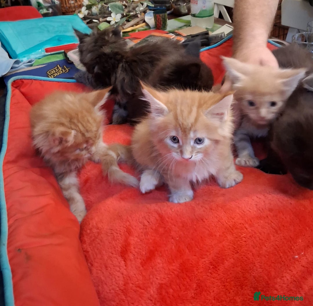 Maine Coon cats for sale: Maine Coon pedigre XL - Image 26