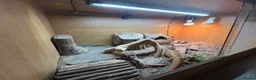 Bearded Dragon reptiles for sale: Bearded Dragon and set up  - Advert 4
