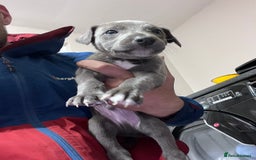 Lurcher dogs for sale: Narla and blue's pups - Image 2