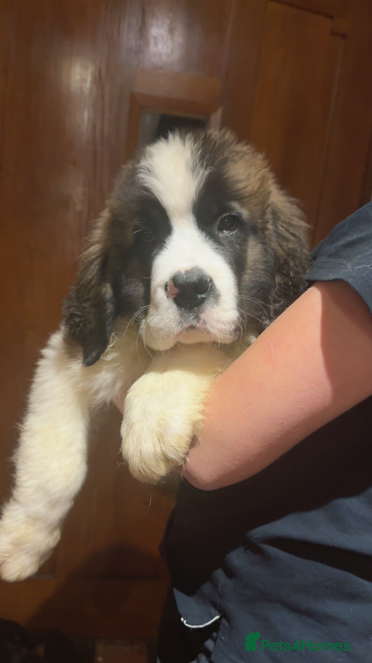 Saint Bernard dogs Gorgeous Saint Bernard puppies for sale - Advert 2