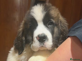 Saint Bernard dogs Gorgeous Saint Bernard puppies for sale - Advert 3