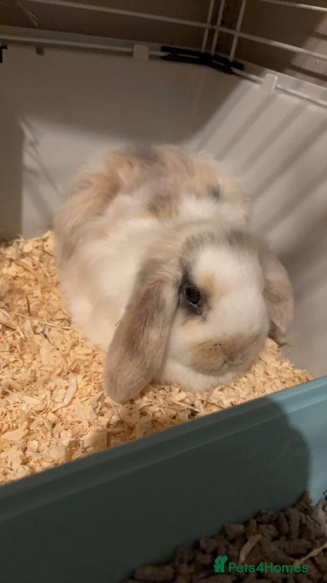 Mini Lop rabbits for sale: Meet Teddie – Your Sweet Mini Lop! 🐇 - Advert 1