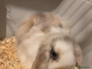 Mini Lop rabbits Meet Teddie – Your Sweet Mini Lop! 🐇 - Advert 1