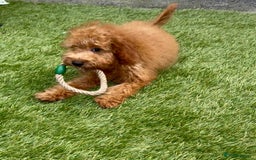 Cavapoo dogs for sale: READY NOW health tested f1b caverpoos  in Bilston - Image 1