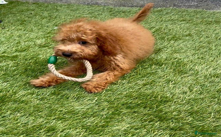 Cavapoo dogs in Bilston - Advert 9