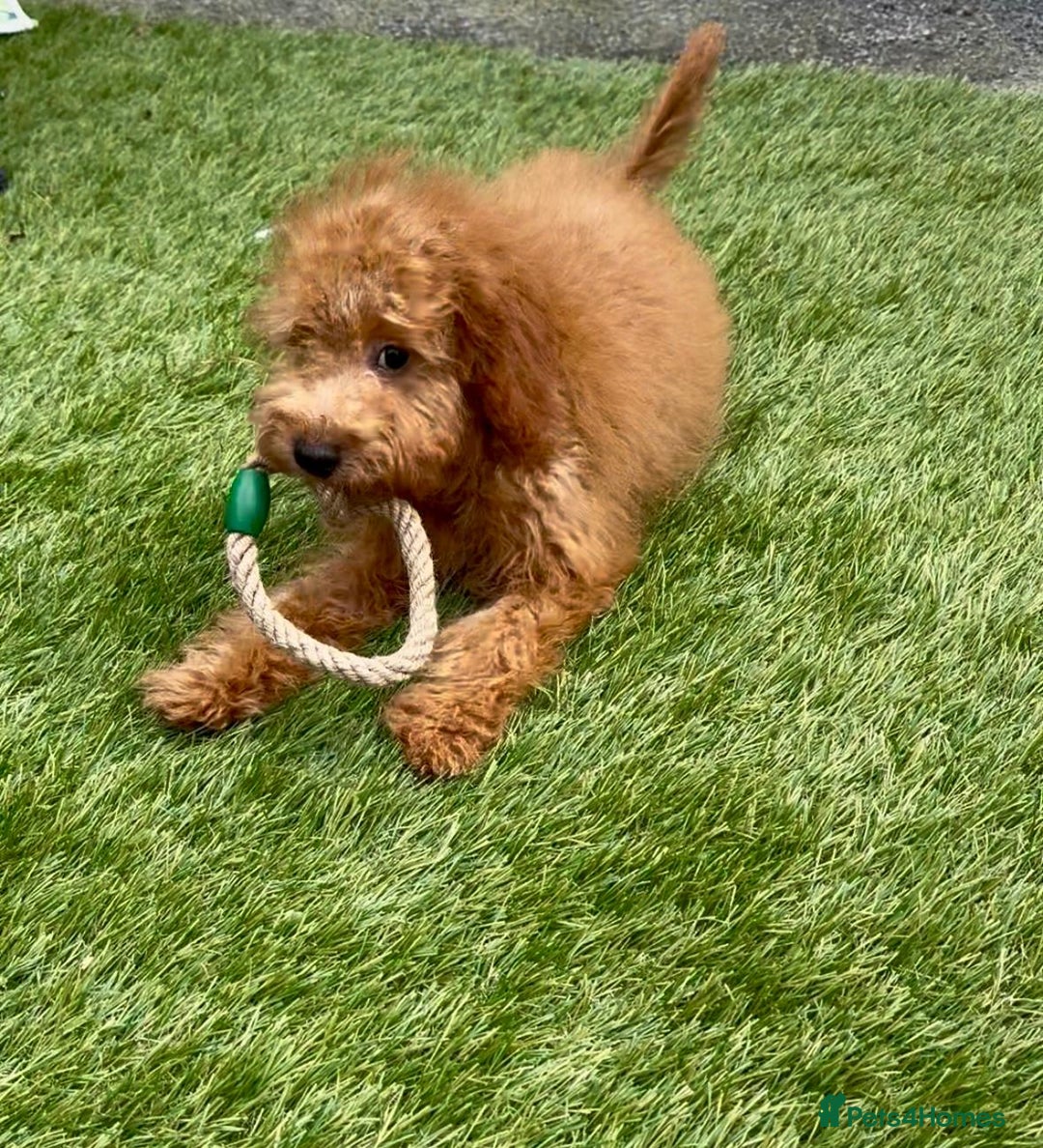 Cavapoo dogs for sale: READY NOW health tested f1b caverpoos  in Bilston - Image 1