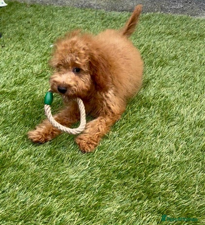 Cavapoo dogs in Bilston - Advert 1