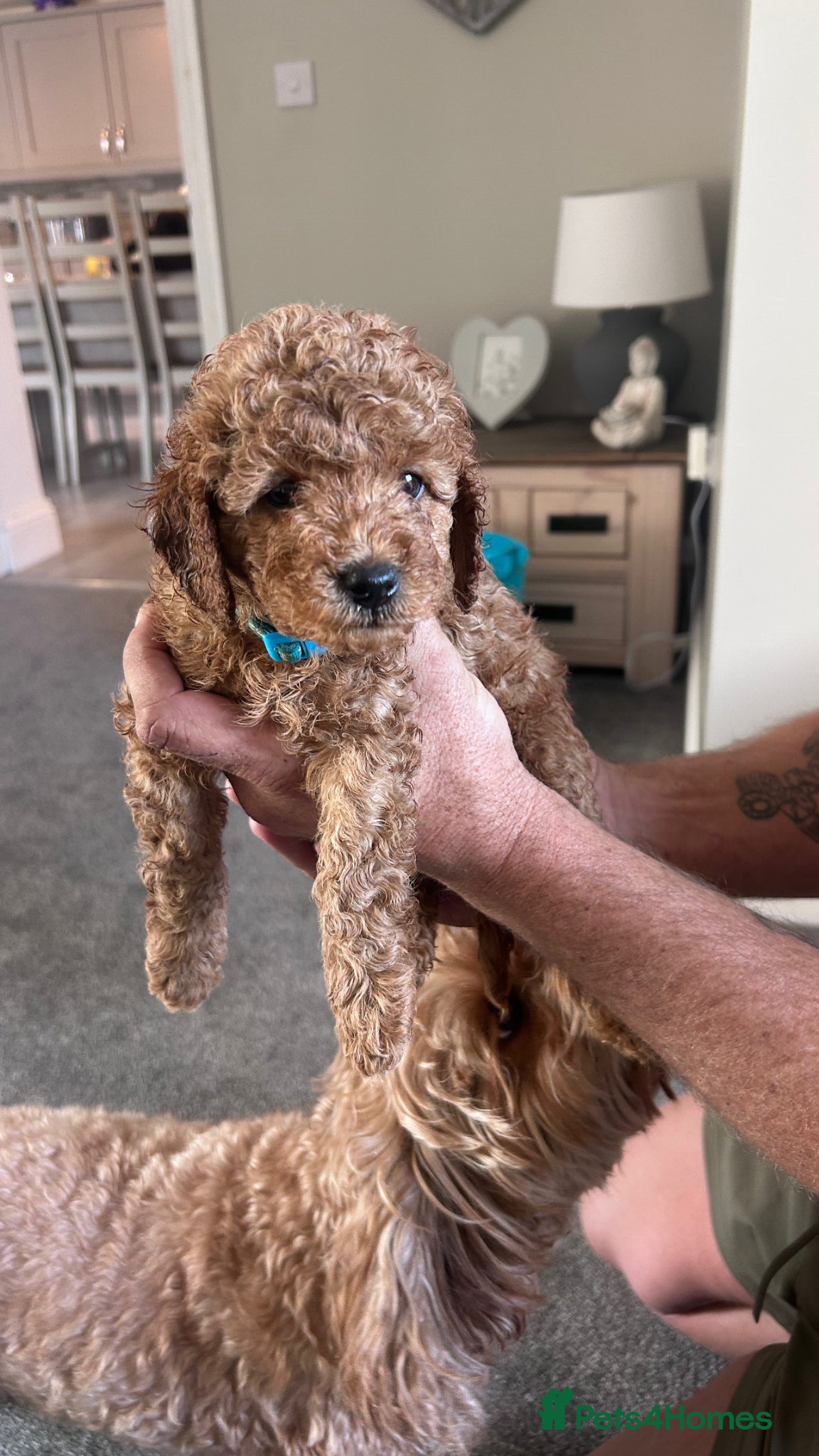 Cavapoo dogs F1b red Cavapoos 4 boys 4 girls just 3 boys left  - Advert 1