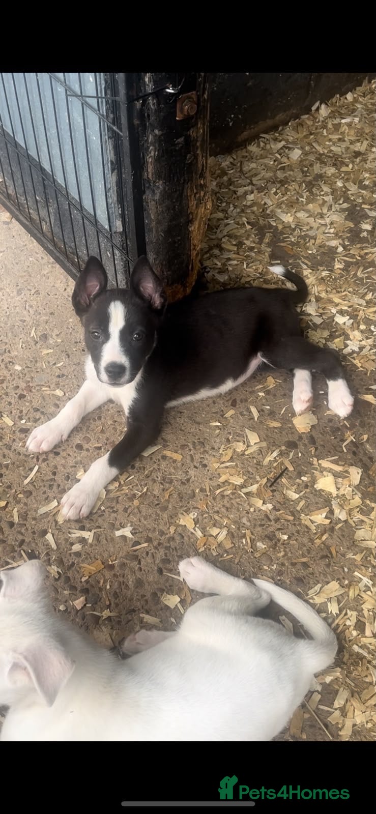 Mixed Breed dogs Stunning Huski x puppies ready to leave  - Advert 2