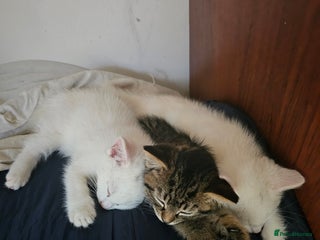 British Shorthair cats Kittens looking for forever homes - Advert 1