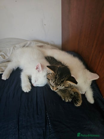 British Shorthair cats Kittens looking for forever homes - Advert 1