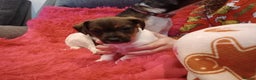Jack Russell dogs for sale: Jack russell puppies - Advert 23