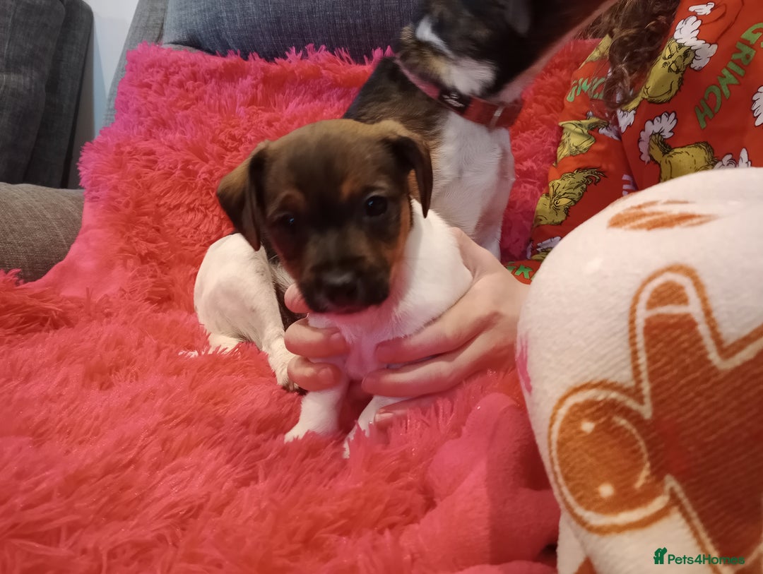 Jack Russell dogs for sale: Jack russell puppies - Advert 23