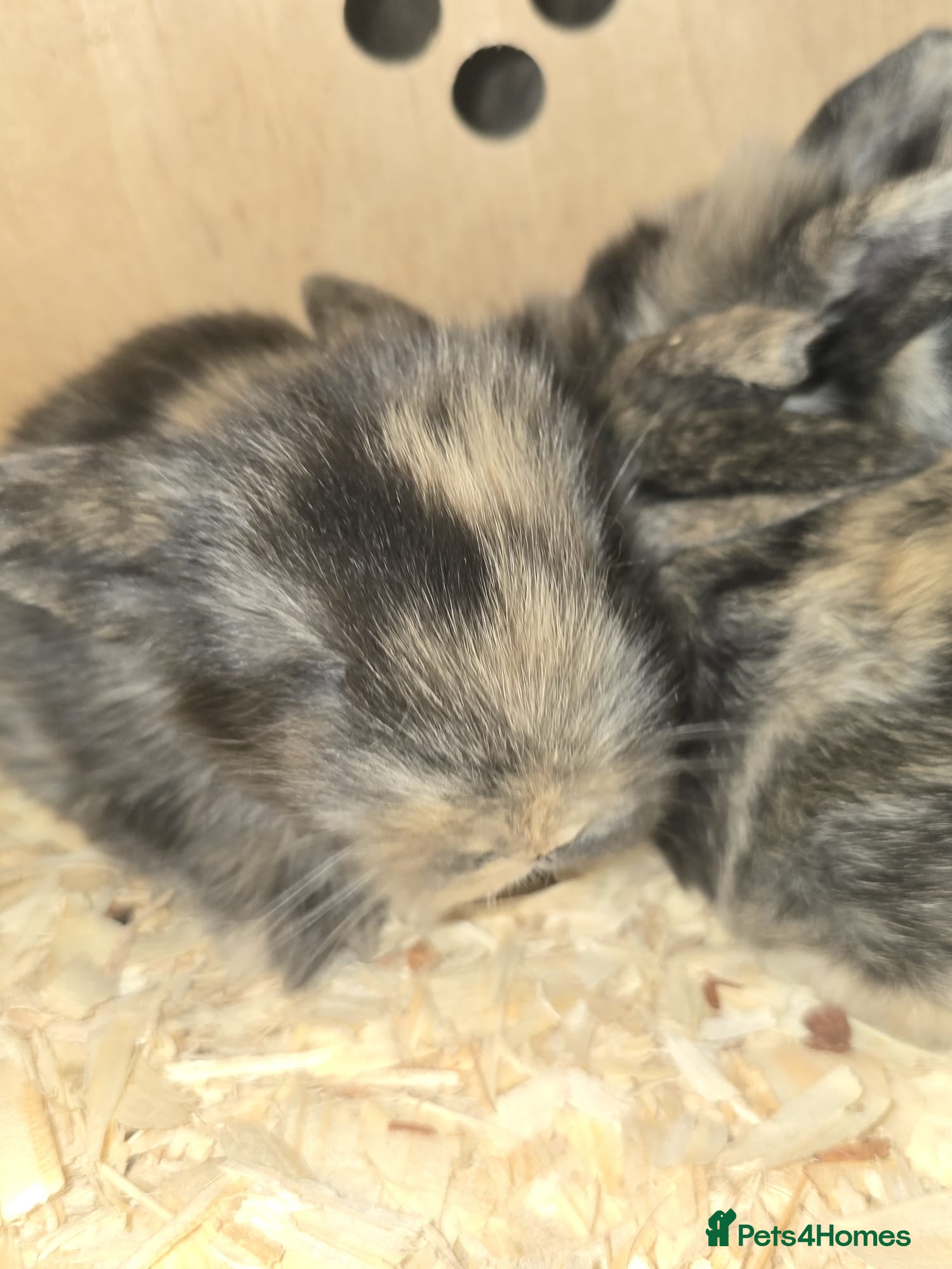 Mini Lion Lop rabbits Mini lion lop  - Advert 22