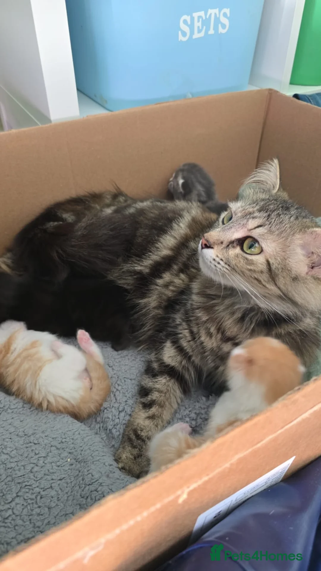Mixed Breed cats for sale: Female ginger tabby - Advert 1